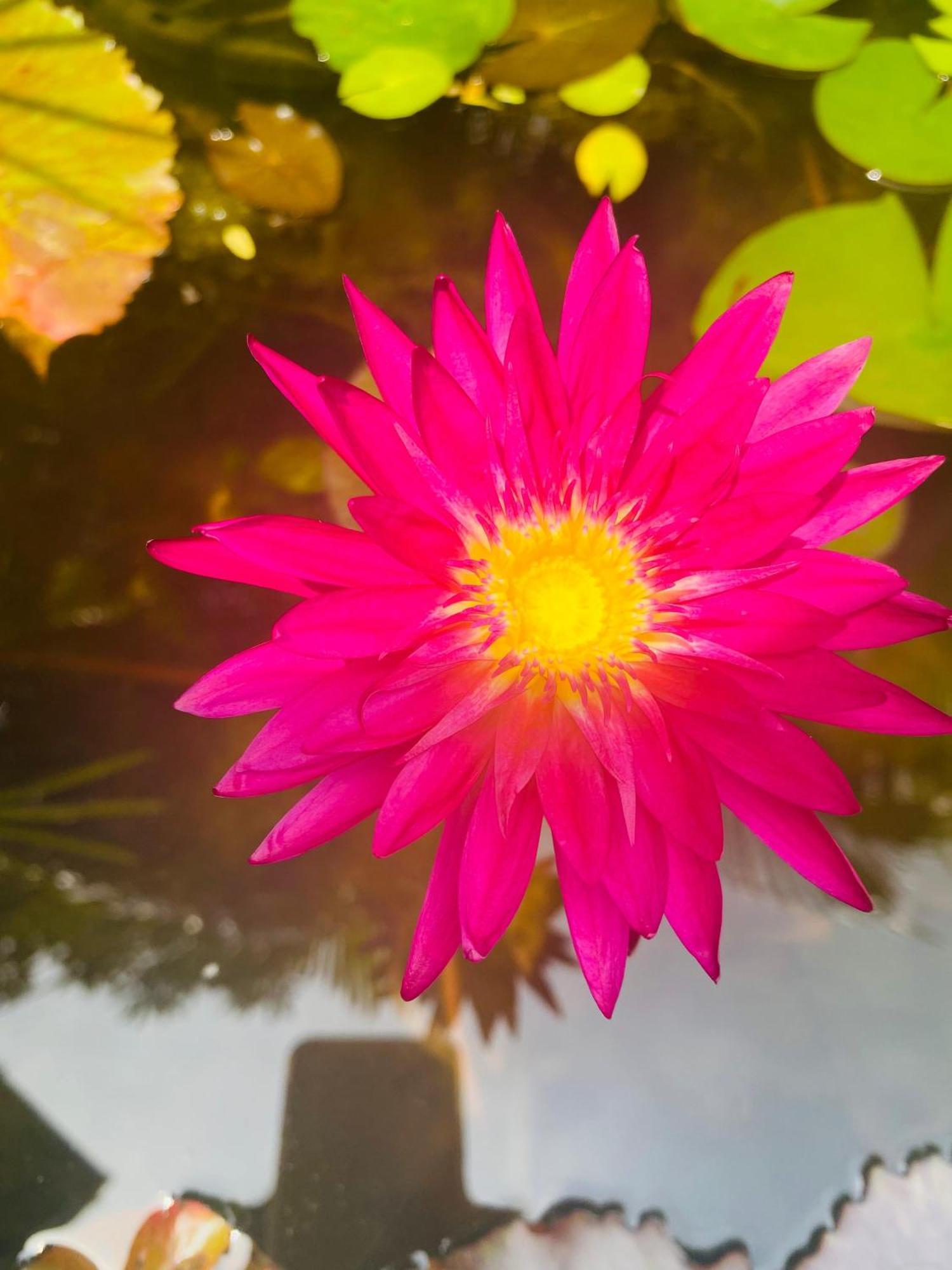 Waasala Leisure Hotel Anuradhapura Buitenkant foto