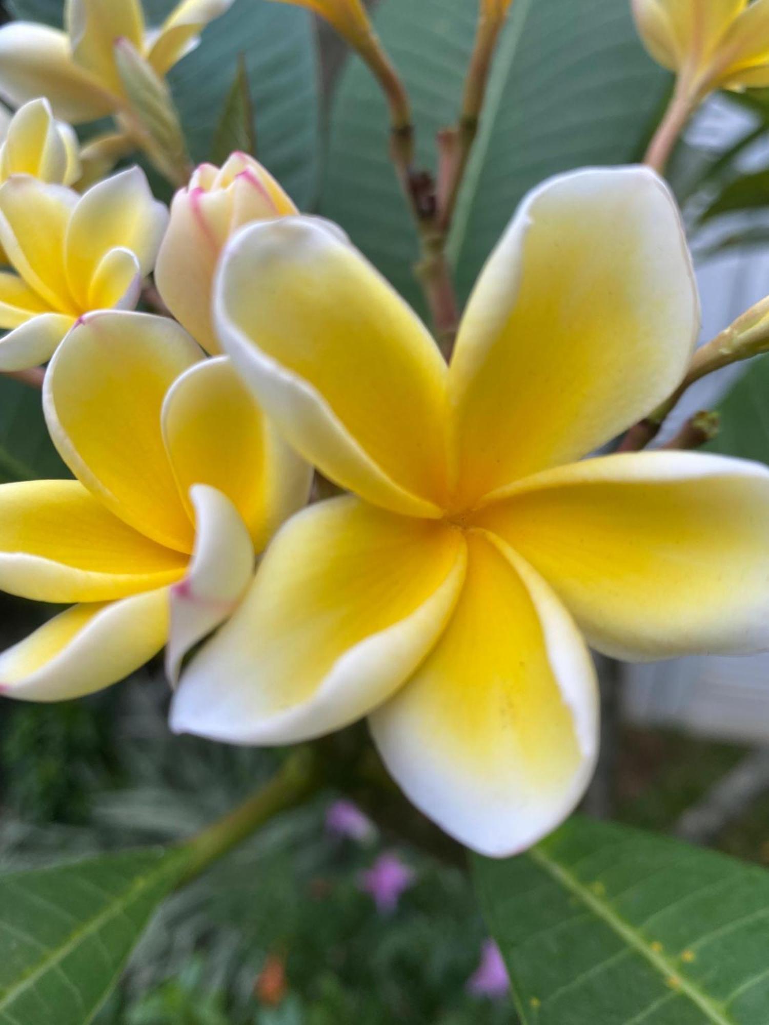 Waasala Leisure Hotel Anuradhapura Buitenkant foto